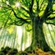 Lessons From The “Tree of Life” For Our Soul, Society  (27 October, 2020)
